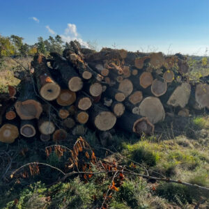 Palivové dříví dub 4m